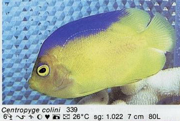 Centropyge colini